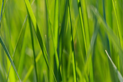 Detail (close-up) of a grass