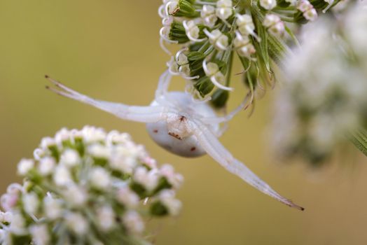 Detail (close-up) of a spider