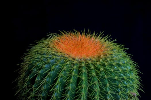 Close up of a cactus against black background.