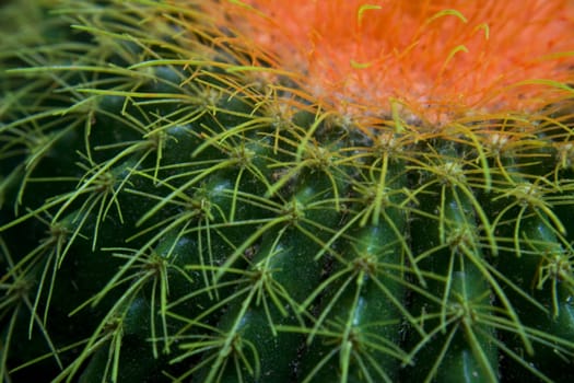 Close up of a cactus that can use as background in design.