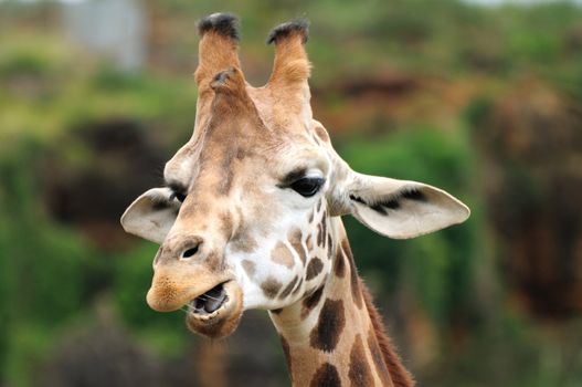 Giraffe