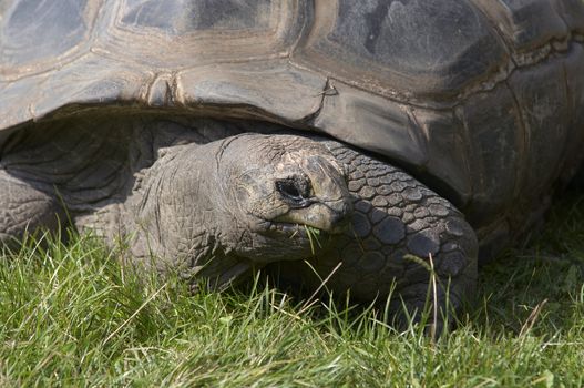 Shot of the giant tortoise - detail of the head