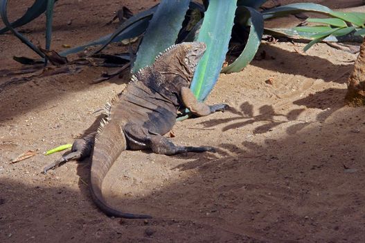 Shot of the grand cayman ground iguana