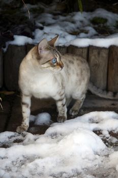 A Bengal cat playing in the snow