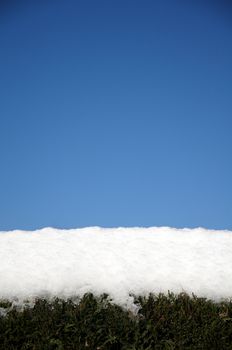 A hedge covered in snow with a blue sky