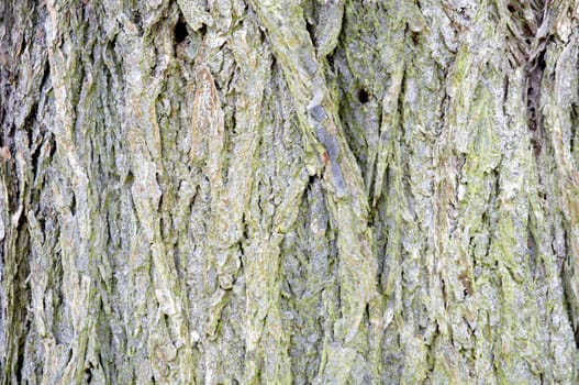 A close up of the bark of a tree