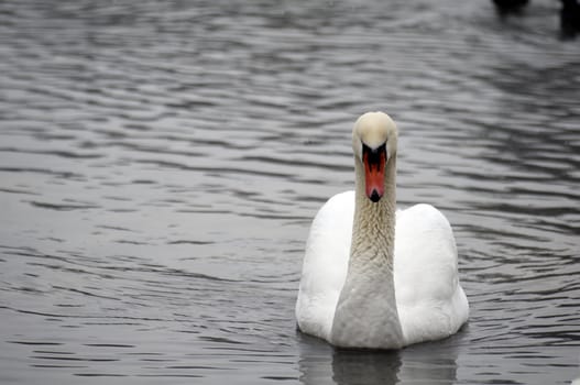 A swan on a lake in winter