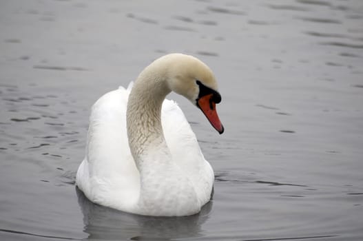 A swan on a lake in winter