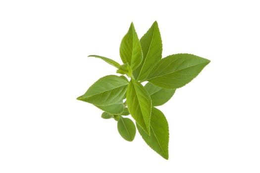 front view of green leafs on white background