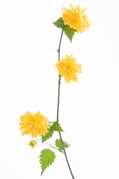 a branch of yellow flower on white background