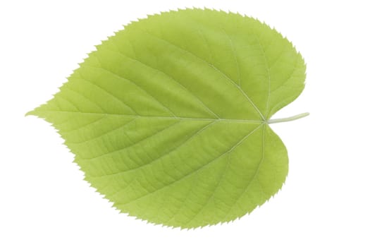 front view of green leaf on white background