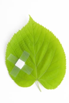 environment protection, green leaf bandaged with white patch