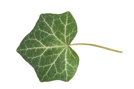 front view of green leaf on white background
