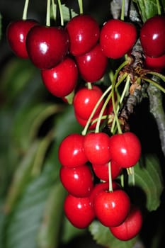 Close up of bunches of ripe cherries, still hanging on the tree