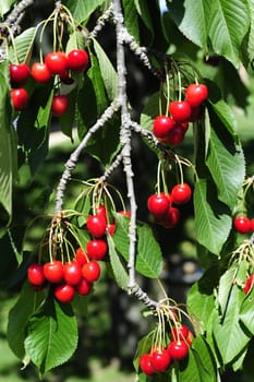Close up of bunches of ripe cherries, still hanging on the tree