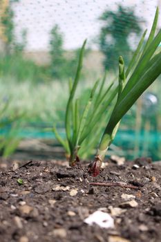 A low angled shot of a row of growing onion plants under protective netting. Focus on middle distance to image.
