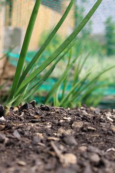 A low angled shot of a row of growing onion plants under protective netting. Focus on middle distance to image.