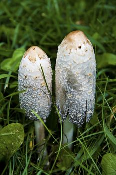 Two of the fungus in the grass