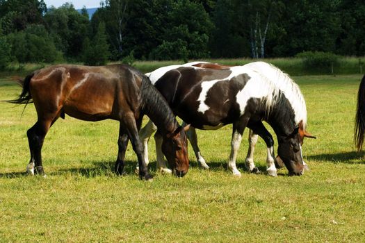 Group of horses on  the green meadow.