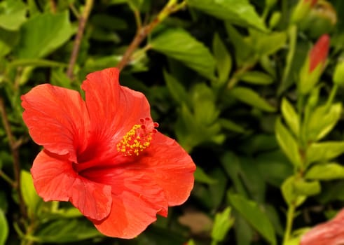 Bright vivid Red Tropical Hibiscus over a blue sky