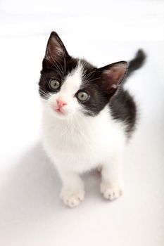 small, black and white kitten look up into the camera - cutout