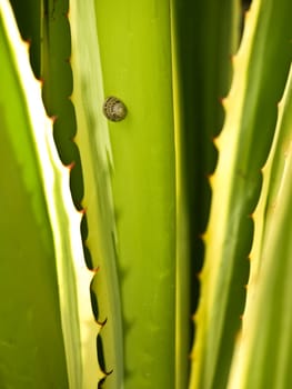 Lonely snail feeding off leaf of an aloe plant