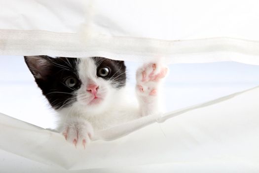 kitten look up through a curtain and raises his paw to this