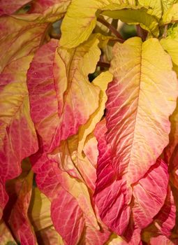 Detail of plant with yellow and red leaves. Need to know scientific name