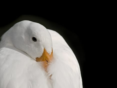 Beautiful white duck with deep orange bill laying itself to rest