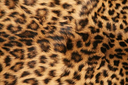 Full screen high resolution shot of a skin of the leopard. Good for a texture or a background