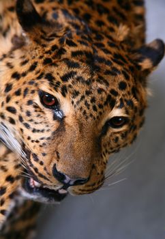 Head of the leopard with an open mouth close-up