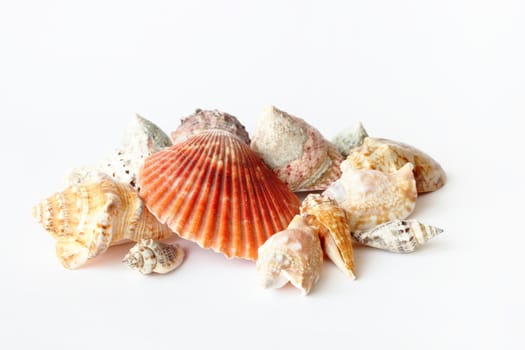 Beautifull sea shells close up on white background
