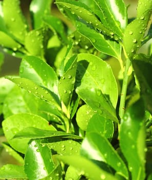 Green leaves with drops of water in sunny day