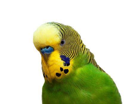 Australian Green Parrot isolated on the white background
