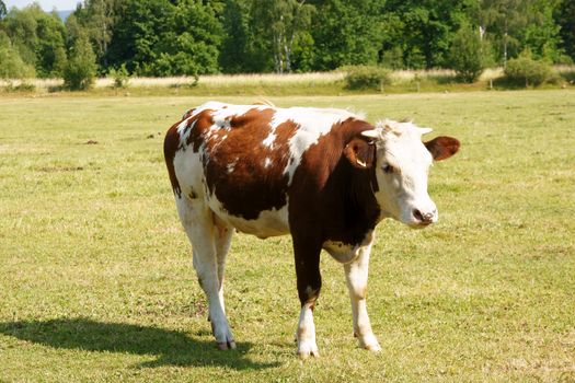 Brown and white cow on the meadow
