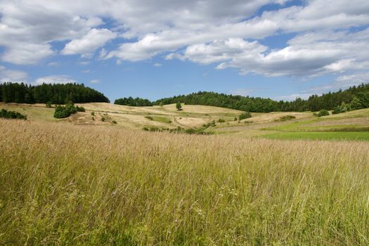 Polish landscape - yellow filed, the blue sky and white clouds

