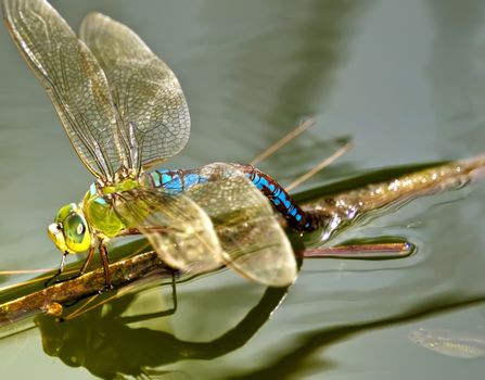 This species of dragonfly is normally found in North America yet this one was spawning in a pond in Malta in the Mediterranean