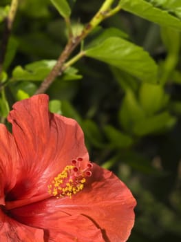 Bright vivid Red Tropical Hibiscus over green foliage