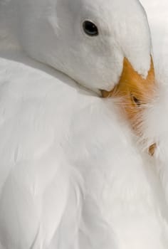 A portrait of a beautiful white duck emphasizing deep yellow bill