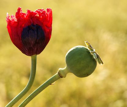 Composition nature poppy and red flower close-up.