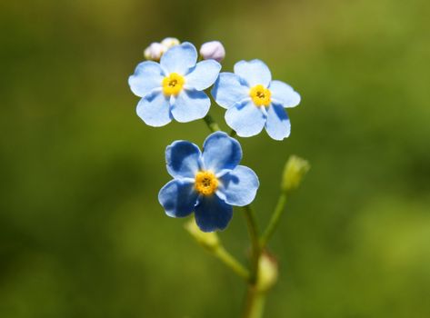 forget-me-not, flower of the field close-up.