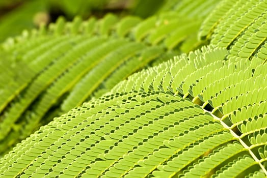 Detail of tropical fern leaves during summer