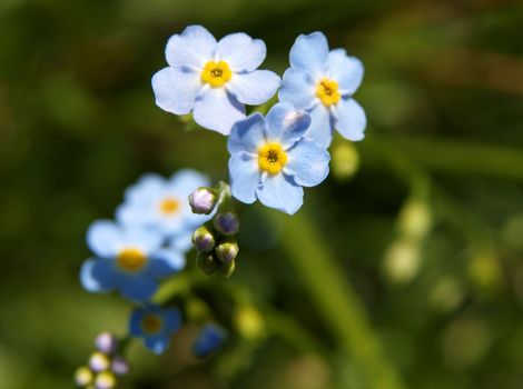 forget-me-not, flower of the field close-up.