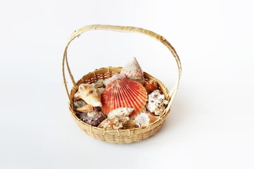 Beautifull sea shells in cart on white background