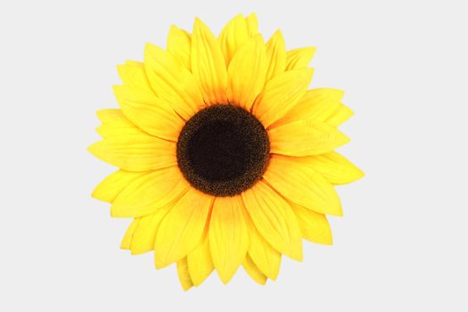 sunflower isolated on white background for backdrop and other use