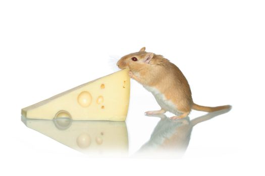 Ginger mouse eating cheese on white background