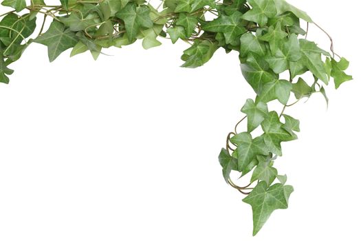 Nice green ivy isolated on white background with clipping path