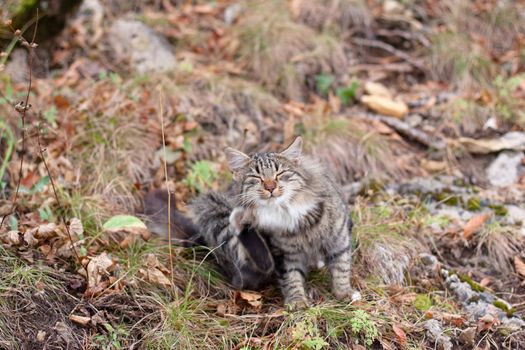 grey tabby cat siting on grass in the forest
