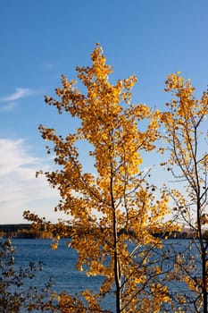 yellow aspens, blue sky and lake  
