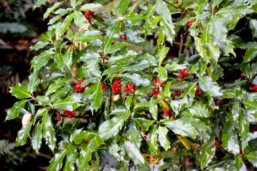 red berry and brilliant green leaves
